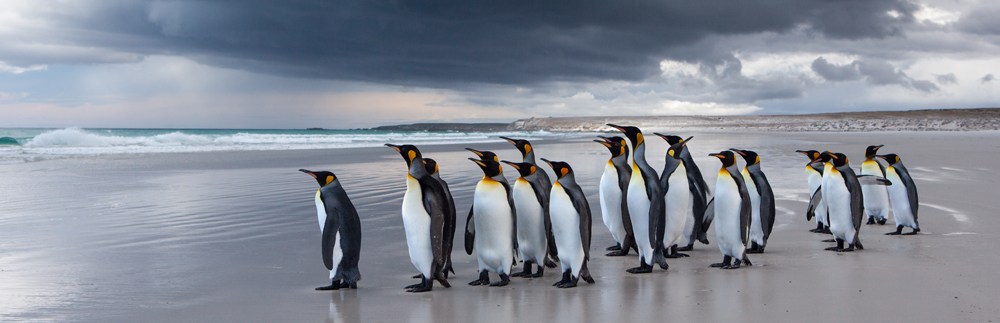 Birds of the Falkland Islands and South Atlantic, king penguins